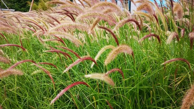 绿色植物鲜花花朵野草实拍