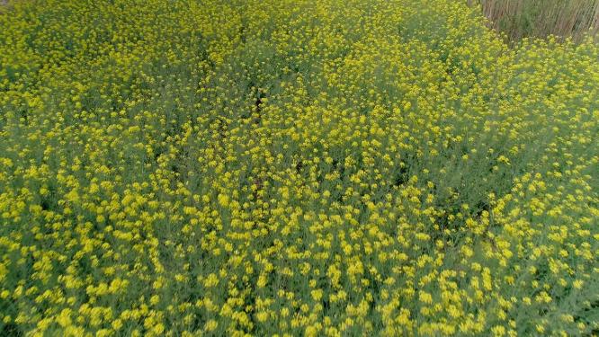 实时拍摄春天油菜花特写，无人机4k航拍。