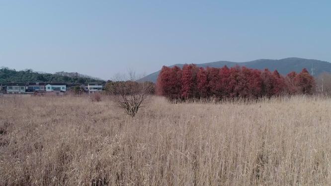 4K航拍，远处的村庄，芦苇荡和杉树风景