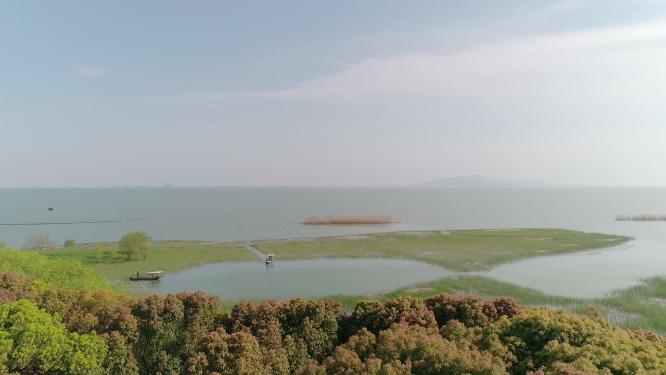 4k航拍，苏州吴中区，太湖，太湖湿地，湖水中的绿植和芦苇，在湖里作业的小船