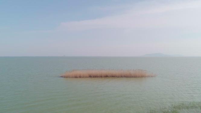 4k航拍，苏州吴中区，太湖，太湖湿地，湖水中的芦苇，远眺西山岛。