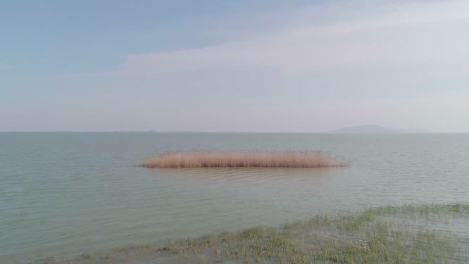 4k航拍，苏州吴中区，太湖，太湖湿地，湖水中的芦苇，远眺西山岛。