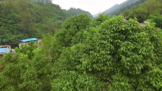 龙山