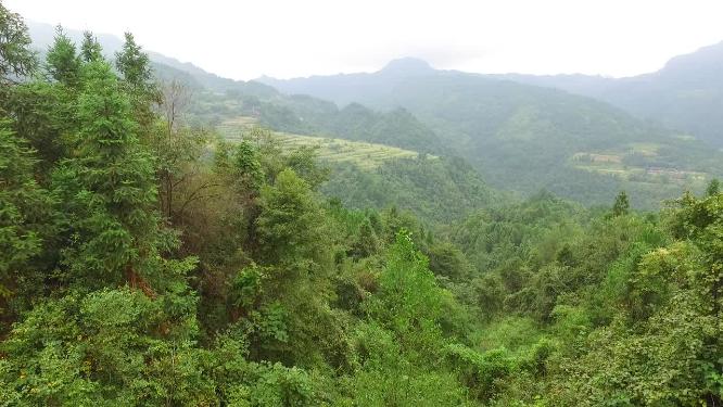 龙山