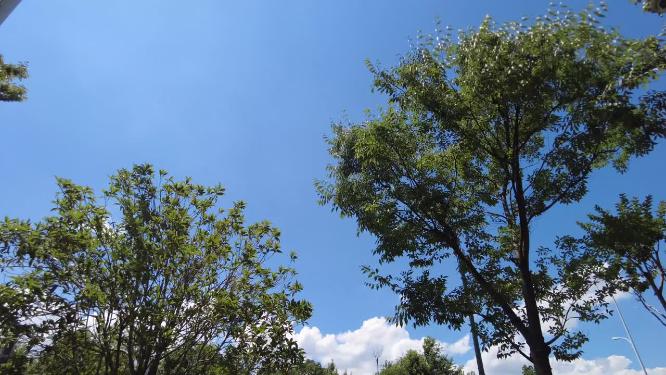 仰望马路风景蓝天白云树枝
