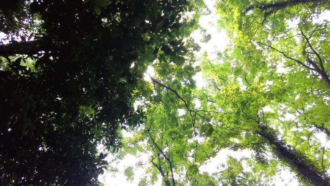 仰视树林夏天阳光树荫美景