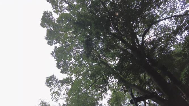 仰视蓝天白云树林
