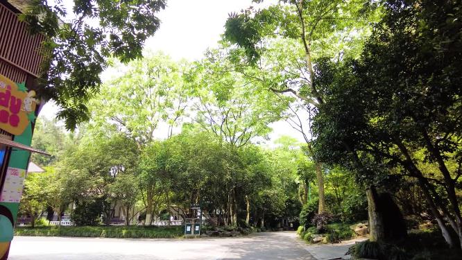 旅游景区树林过道