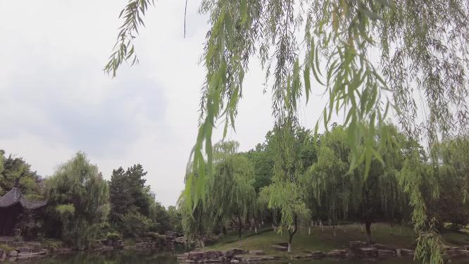 柳树柳叶柳树枝特写