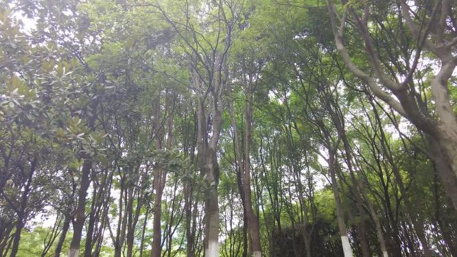森林公园树林植物唯美空镜头