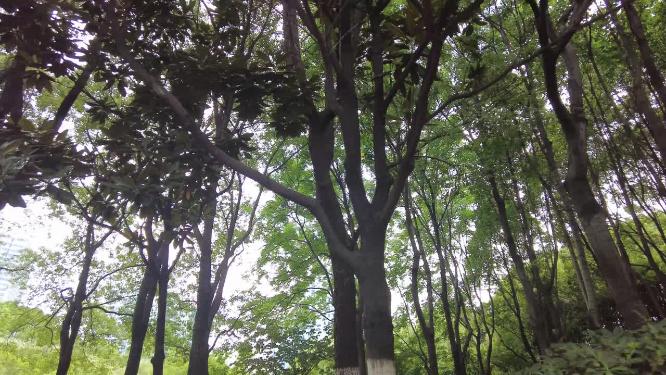 森林公园树林植物空镜头
