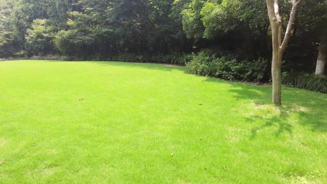 绿色草坪草地