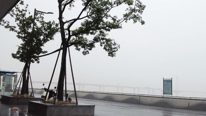钱塘江下暴雨树枝摇晃特写空镜头