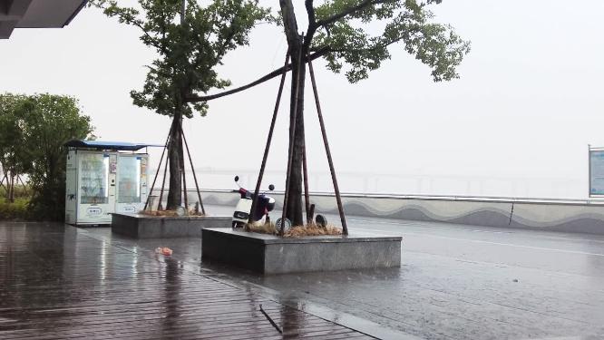 钱塘江下暴雨树枝摇晃视频素材