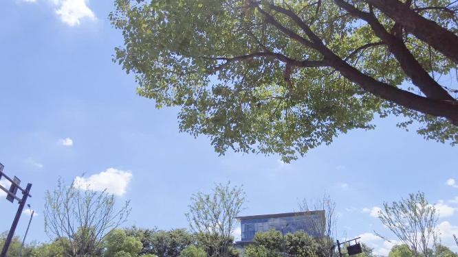 马路景色蓝天白云树枝