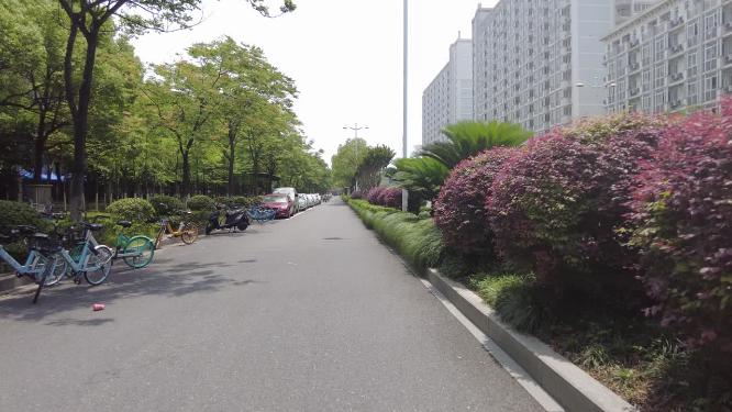 马路非机动车道绿化带特写