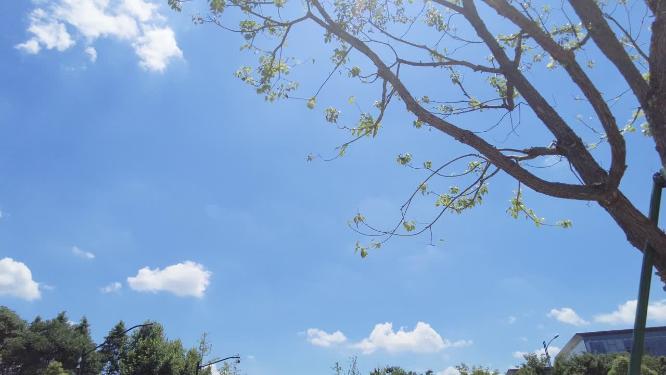 马路风景蓝天白云树枝