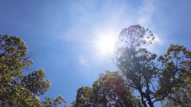 夏天阳光穿过树林树叶子自然风景视频素材7