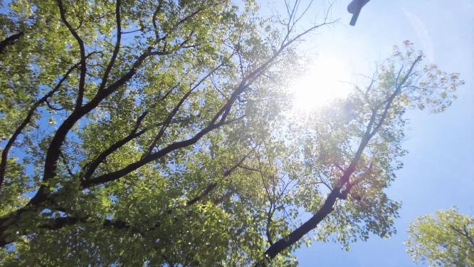 夏天阳光穿过树林树叶自然风景视频素材