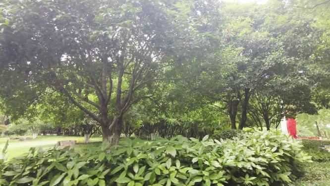 公园树林休闲的草木草坪
