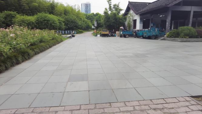 公园树林植物安静小道运镜空镜头