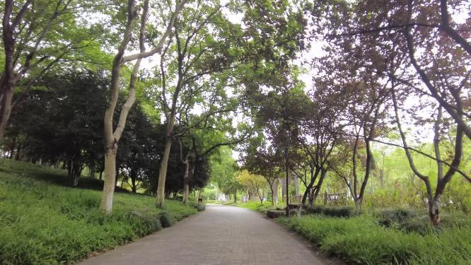 公园树林植物小道路运镜空镜头