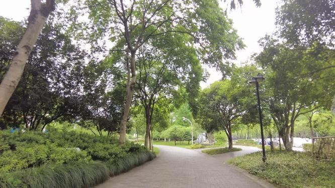 公园树林植物小道运镜空镜头