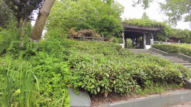 公园树林草丛和庭院