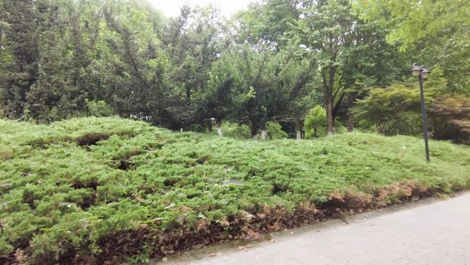 公园树林草丛小道路