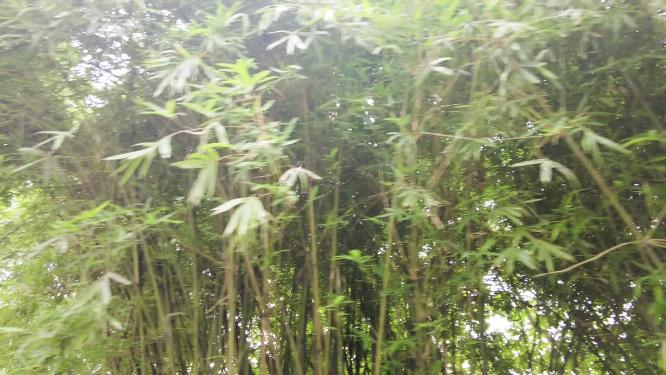 公园茂密的树林竹林仰拍