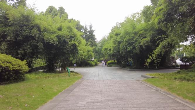 城市公园树林小道运镜空镜头