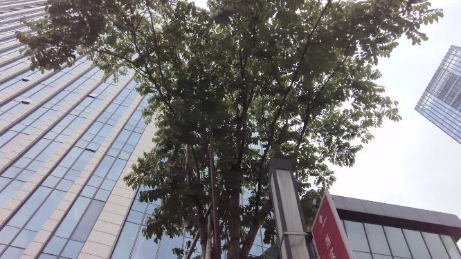 城市商业大楼仰拍空镜头