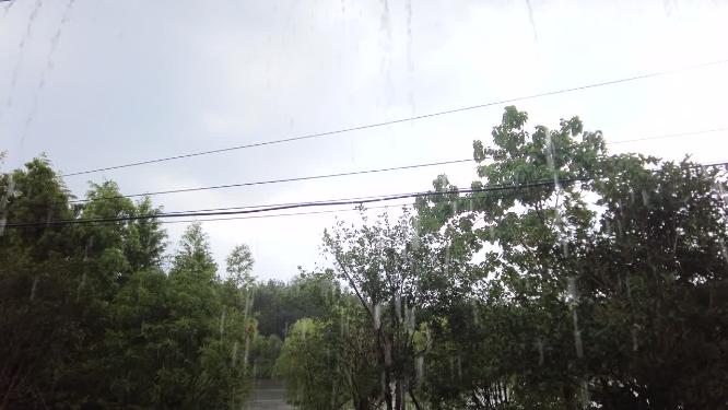 夏天树林下暴雨雨水特写视频素材