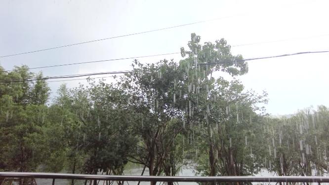 夏天树林下暴雨雨水雨滴视频素材