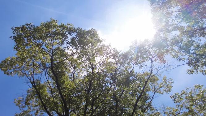 夏天阳光穿过树叶子特写视频素材