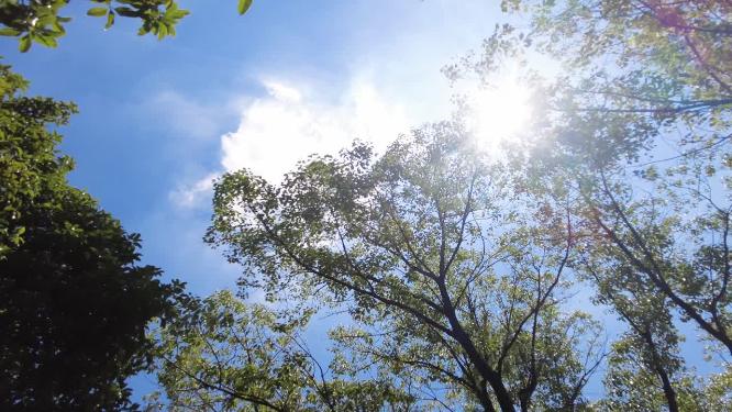 夏天阳光穿过树林唯美空镜头视频素材
