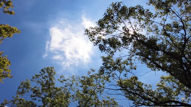 夏天阳光穿过树林唯美空镜头风景视频素材