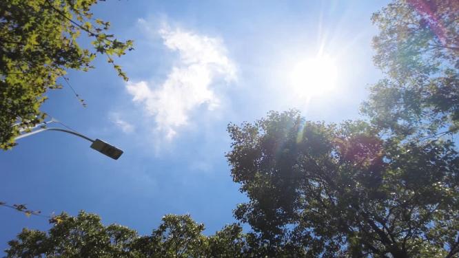 夏天阳光穿过树林树叶子唯美风景视频素材