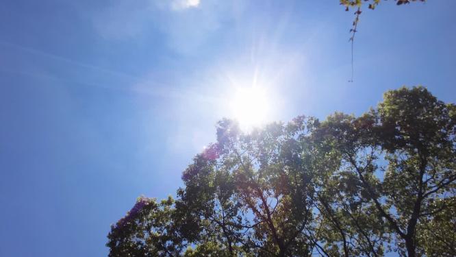 夏天阳光穿过树林树叶子自然风景视频素材0