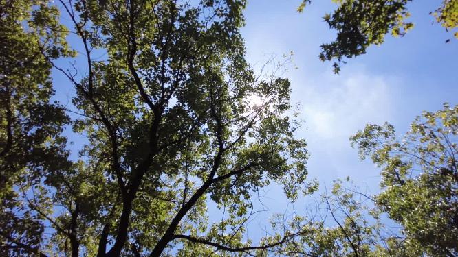 夏天阳光穿过树林树叶子自然风景视频素材