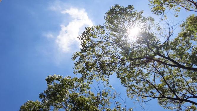 夏天阳光穿过树林树叶子风景视频素材