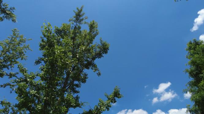 树林蓝天白云延时摄影