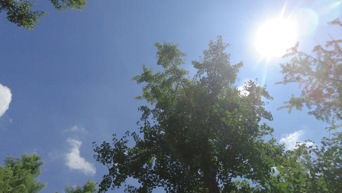 树林蓝天白云阳光延时摄影