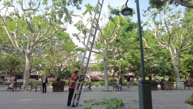 树枝裁剪维护