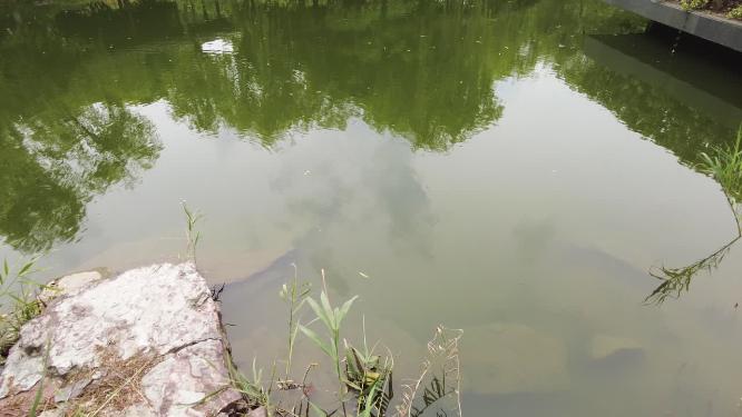 湖水倒影和水面水草
