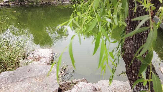 公园的湖边柳树湖水风景美景特写