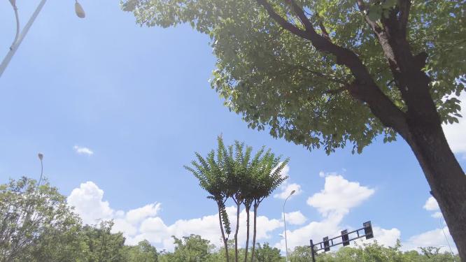 公路仰望天空蓝天白云树枝