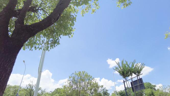 公路仰视天空蓝天白云树枝