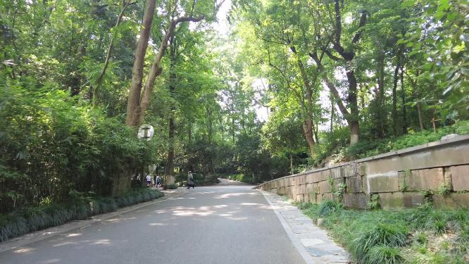 唯美景区树林小路