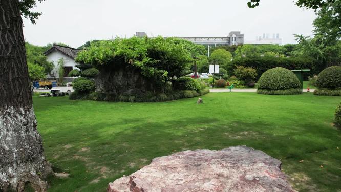 城市公园树林草木特写